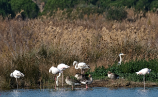 Why are these flamingos white?