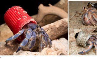 The sad homes of hermit crabs in the Anthropocene era: garbage against nature