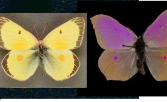 A new system allows us to see in motion the colors with which animals see life