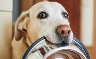 How to prepare healthy meals for your dog at home and cook cheap and ideal dishes