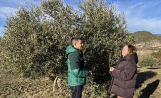 29 local olive varieties identified in Pallars Jussà