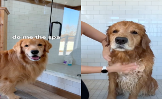 The adorable reaction of a Golden Retriever while being bathed