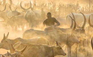 At least 22 dead and 18 injured in cow theft in eastern South Sudan