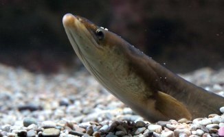 FAO proposes banning recreational fishing of the European eel to save it