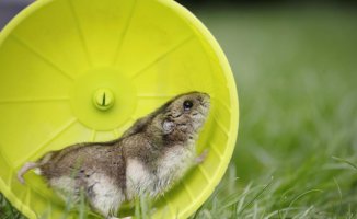 All the comforts for your rodent: From automatic feeders to interactive toys