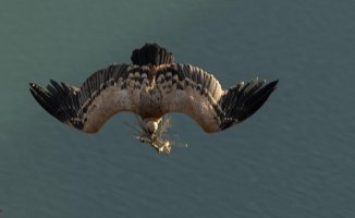 Watch how the griffon vulture prepares its nest