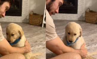 A golden retriever puppy bites his owner while playing and her reaction to seeing that he has hurt her is touching
