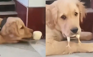 The funny image of a golden retriever after “eating” his chick friend