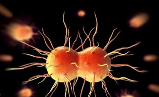 Catalonia, the community with the highest rate of gonorrhea in Spain