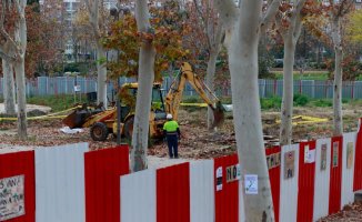 New felling of trees in Madrid: 47 specimens will disappear from the Plaza de Santa Ana