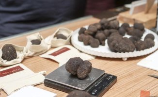 Truffle farming calls for changes in regulations in a season already devalued by drought