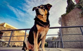 Pompeii mourns the death of Argo, her last stray dog