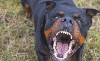 Five rottweiler dogs kill their owner in his house in Managua