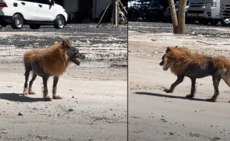 He rescues an abandoned dog that everyone laughed at for his lion-like appearance and gives him an emotional second chance