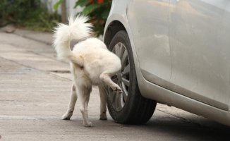 The homemade trick to prevent dogs from urinating on your car tires