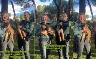 The program with which you can take in Civil Guard puppies before entering the academy: "I wouldn't give it back to you"