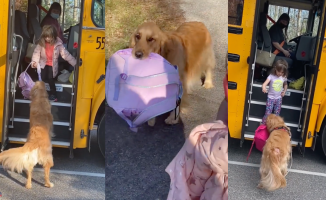 The golden retriever who picks up a girl from school every day: "A true gentleman"