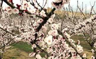 The almond garden of Horta de Sant Joan