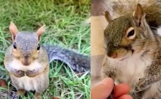 A squirrel is saved from having his tree cut down and a new house is built for him: "he gained a new life"
