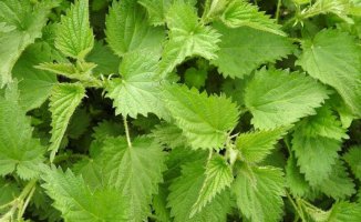 Nettle: discover the benefits for your health