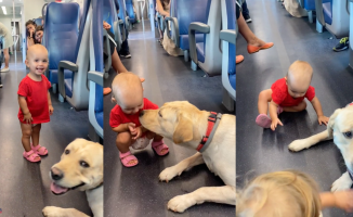 The game between a little girl and a labrador on a train touches all the passengers