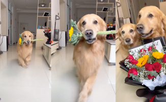 The funny greeting from a golden retriever for Valentine's Day: "I accept flowers"
