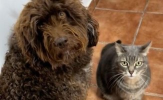 The hilarious reaction of a water dog and a cat to their human companion's anger: "Don't let it happen again"
