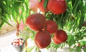 Peach: properties, benefits and nutritional value