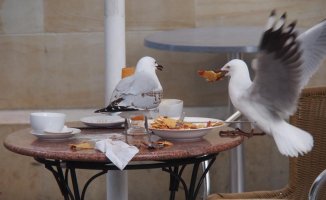 The seagulls adapt to the city: “Do not leave the table unattended…”