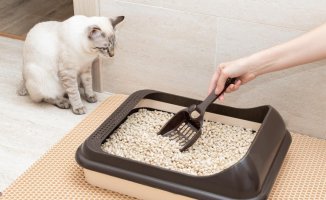 The 5 most valued cat litters on Amazon. Which one should I buy?