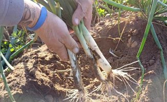 Calçots, a delicacy rooted in the earth