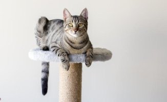 The 5 most valued cat scratchers on Amazon. Which one should I buy?