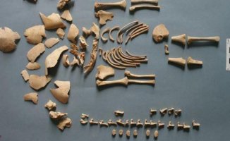 The babies who died in Navarra thousands of years ago with rare DNA alterations
