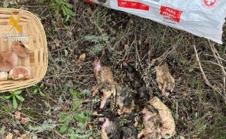 They investigate a woman for the death of eight mastiff puppies in Salamanca