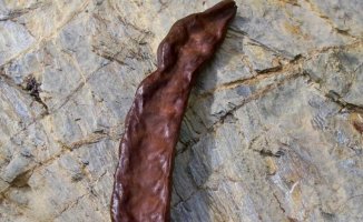 Carob: explore its properties, benefits and nutritional value