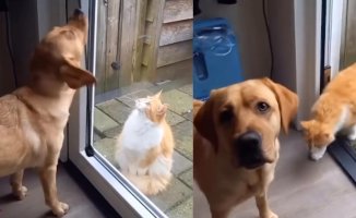 A Labrador shows his friendship with a cat by opening the doors for him and is touched