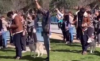 Outrage over a video that shows the terror of a husky in full 'mascletà' in Valencia