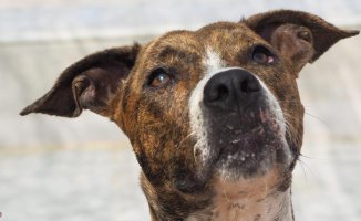 Very affectionate dog looking for family in Barcelona: Cúcuta needs you!