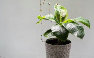 Care guide for indoor banana tree