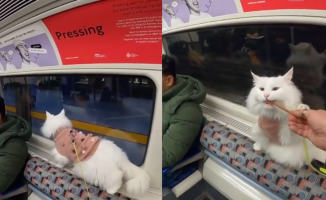 He takes his cat for a walk and touches everyone with his behavior on the subway: "He looks like a stuffed animal"