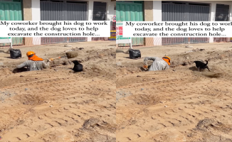 Meet the extraordinary dog ​​who becomes the best construction assistant