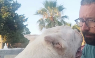 The emotional farewell of a veterinarian from Ibiza to Zeus, a dog who had been hospitalized for eight years