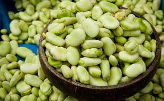 Broad beans: what they are, properties, benefits and nutritional value