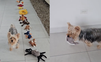 People are amazed by how a Yorkshire Terrier distinguishes a stuffed dolphin among all his toys