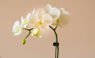 4 curiosities about orchids that will make you like them even more