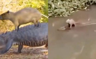 The surprising relationship between a capybara and a crocodile: "It doesn't dominate the world because it doesn't want to"