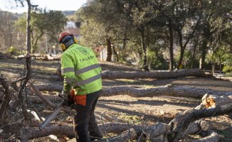 Cutting down 200 dead pine trees in Collserola to prevent them from falling