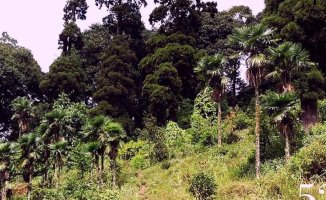 India seeks to save its last Himalayan palm tree