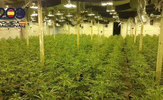 A member of a criminal group arrested in a warehouse in Riudarenes with 1,315 marijuana plants