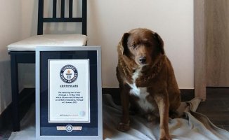 Bobi is left without the record of the oldest dog in the world due to lack of proof of his age
